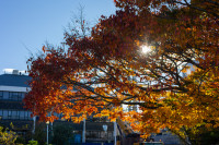 Tuhono Default Image 1080x720 Autumn