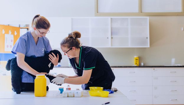 Vet Nursing Header