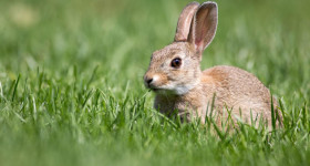 Easter bunny